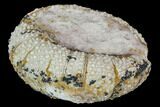 Fossil Sea Urchin (Psephechinus) - Morocco #104519-1